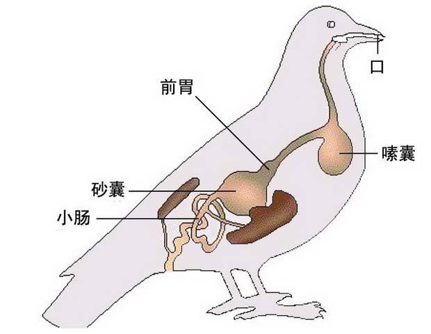 保护鸽子肠道的健康