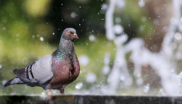 荷兰恩必欧谈谈:夏季赛鸽的科学沐浴方法