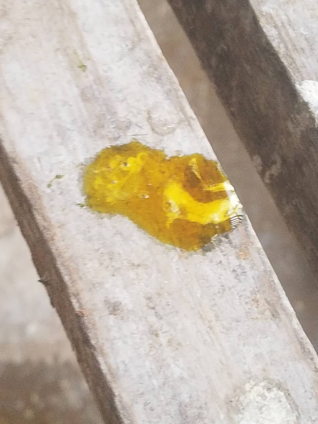 普遍反映       鸽子发烧引起的腺病毒和沙门氏菌,毛滴虫混合感染