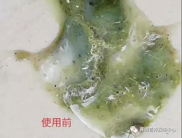 鸽子粪便这些信息你看懂了吗?