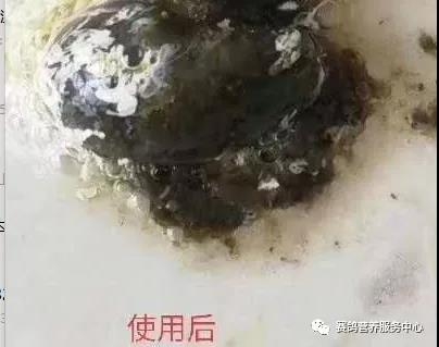 鸽子粪便这些信息你看懂了吗?