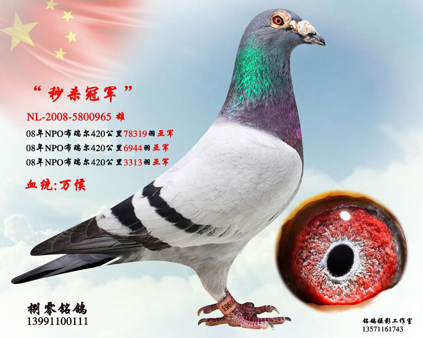 超级金母_宝隆鸽业_ ag188.com爱鸽商城_中国信鸽信息网