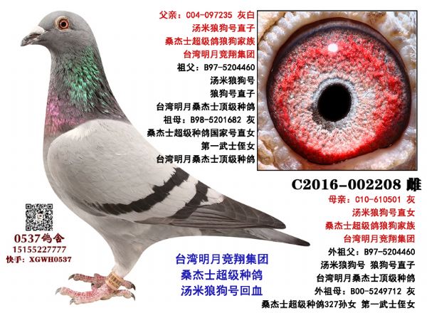 台湾明月桑杰士 汤米狼狗号 国家号 波治人血统