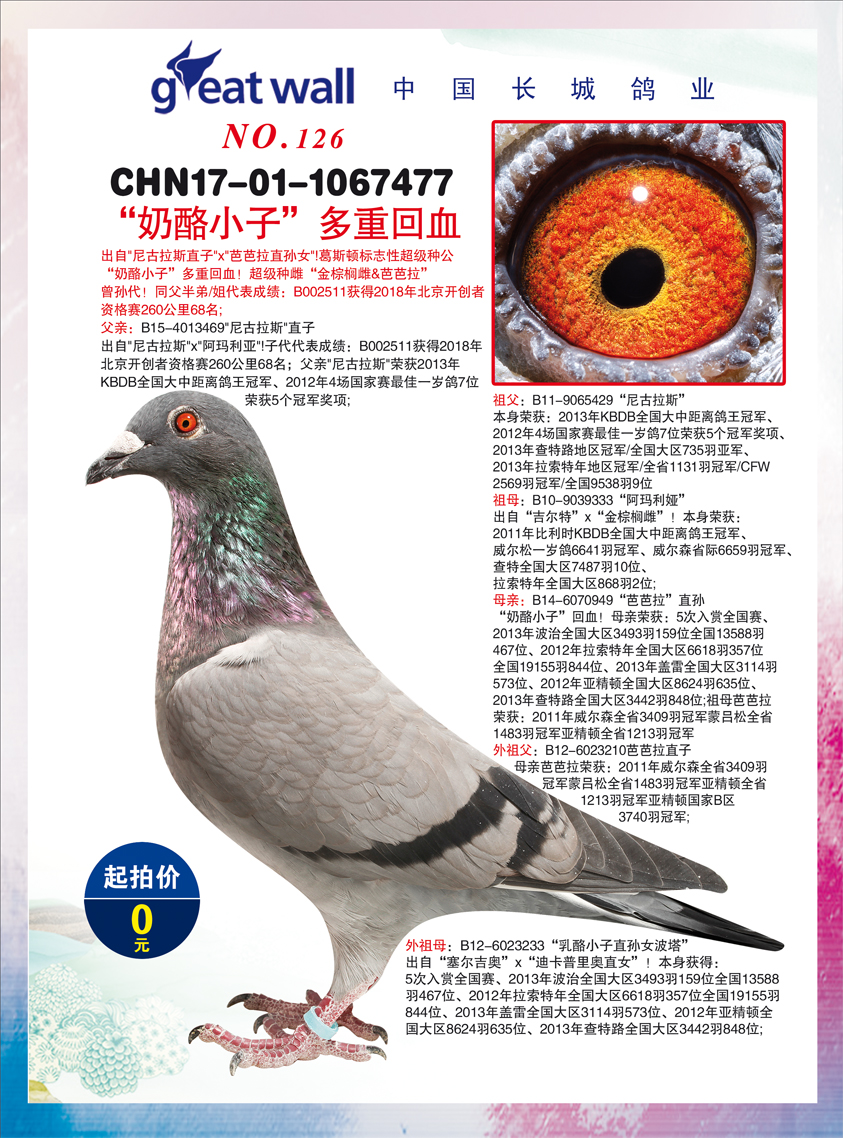 中国-长城鸽业2018哈尔滨拍卖会5