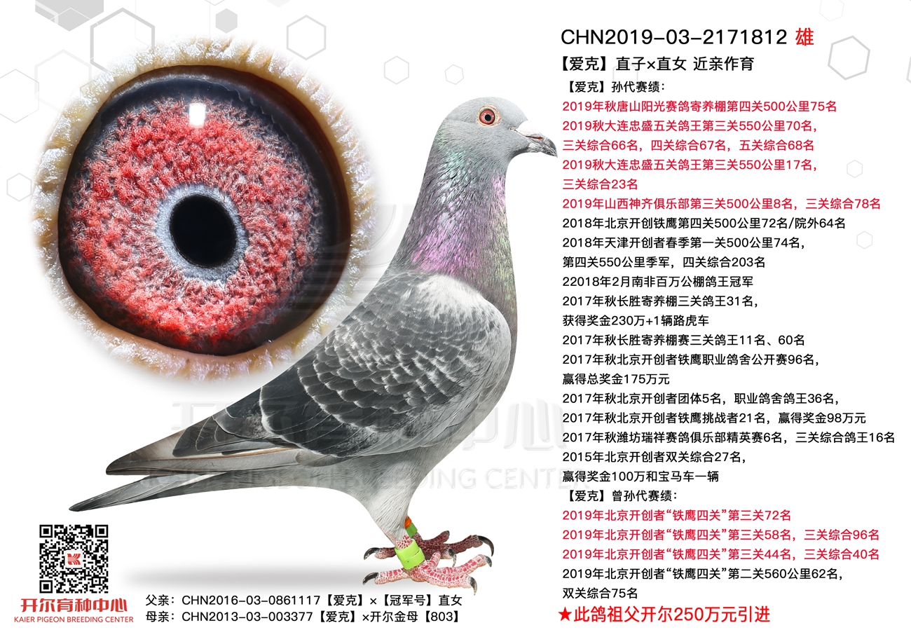 开尔铭鸽再出发 12月7-8日相约成都鸽展,与您不见不散