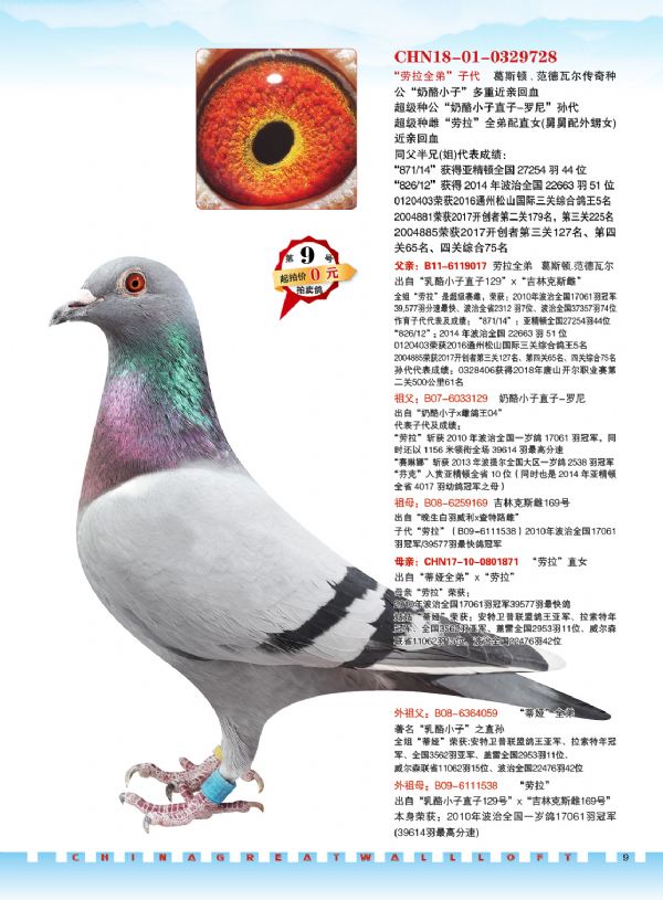 中国-长城鸽业2020年1月5日哈尔滨专场拍卖会(一)