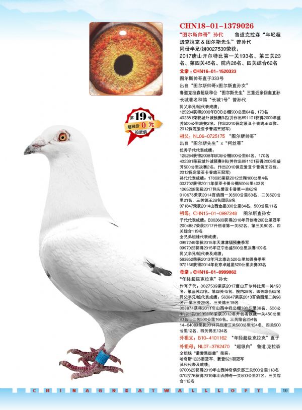 中国-长城鸽业2020年1月5日哈尔滨专场拍卖会(一)
