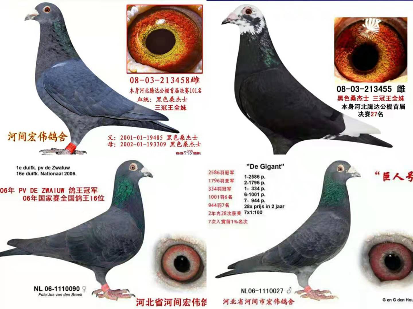 中国黑色桑杰士最具代表性的鸽舍 - 信鸽在线拍卖平台