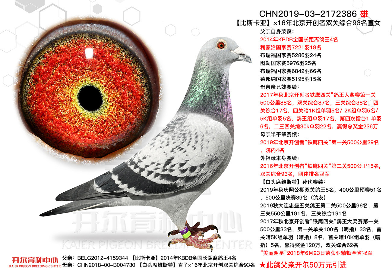 2019北京开创鸽王图片,2020百鸽园鸽王图片 chn2019-03-2172386 【比斯卡亚】×16年北京开创者双关综合93名直