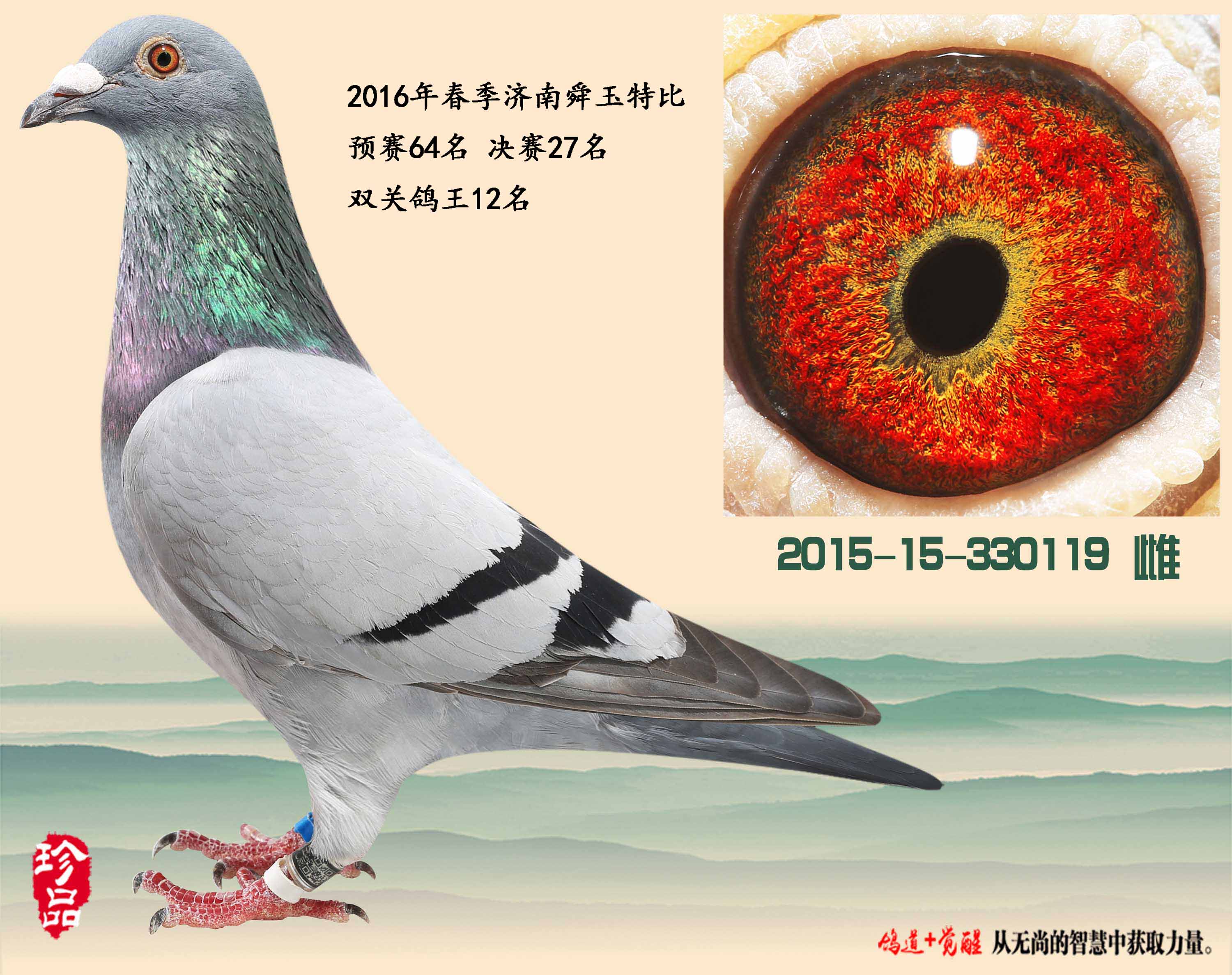 中国天一 直系种鸽