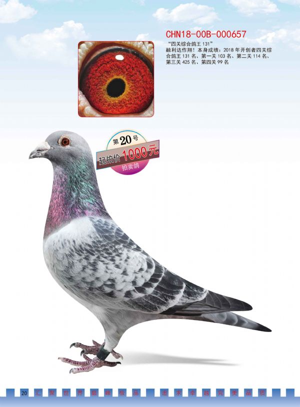 中国-长城鸽业2020年12月26日辽宁绥中专场拍卖会(一)