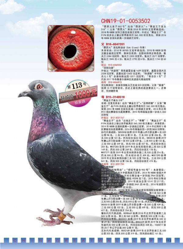 中国-长城鸽业2020年12月26日辽宁绥中专场拍卖会(四)
