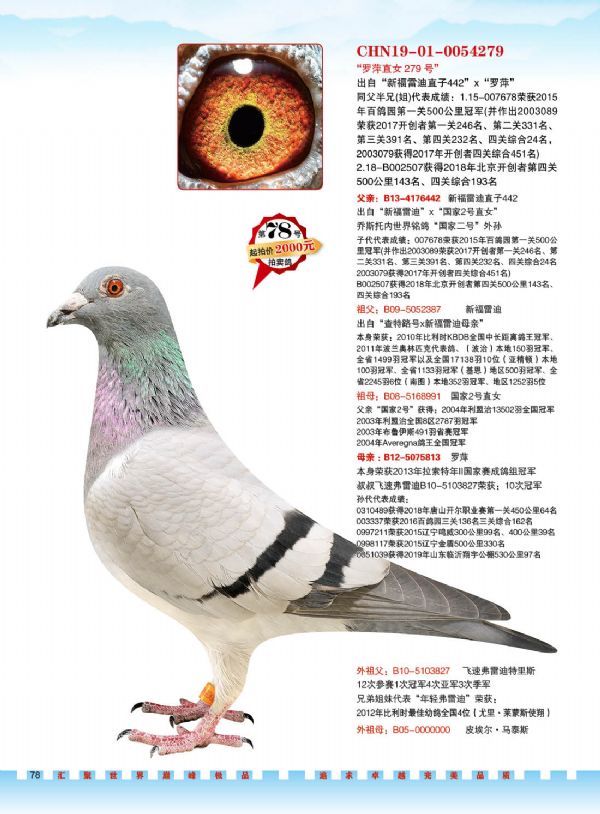 中国-长城鸽业2021年01月03日北京专场拍卖会(三)