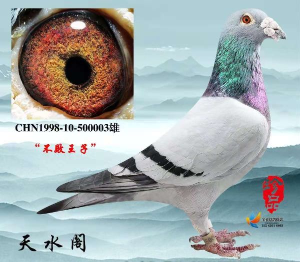 山西天水阁桑杰士《不败王子》第六期 - 信鸽在线拍卖