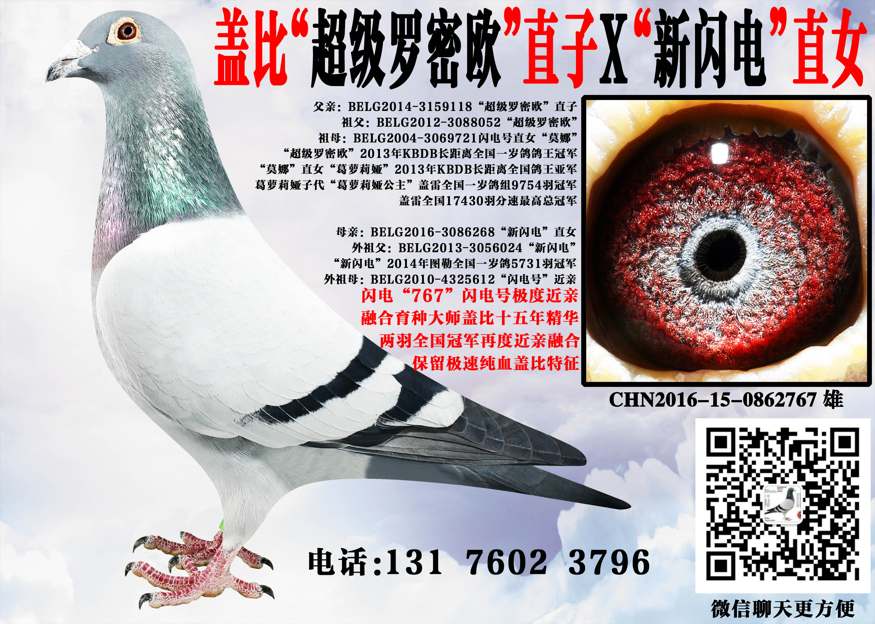 佛科克近亲回血种鸽