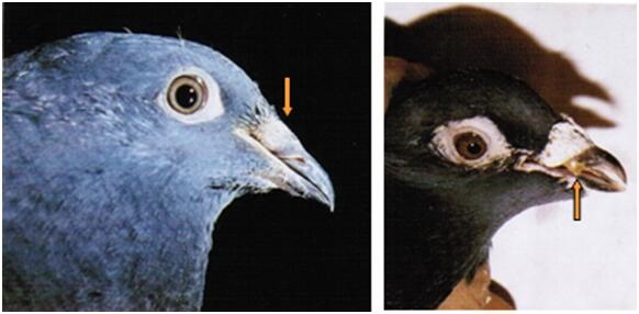 鸽子腺病毒症状图片