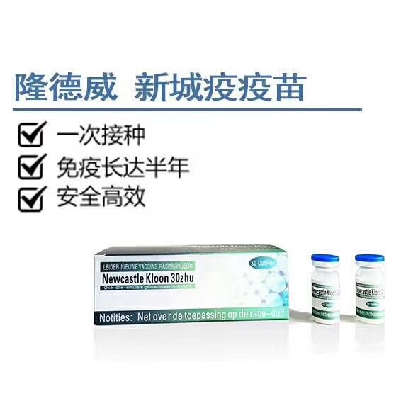 在期间给鸽子做一下新城疫疫苗接种预防