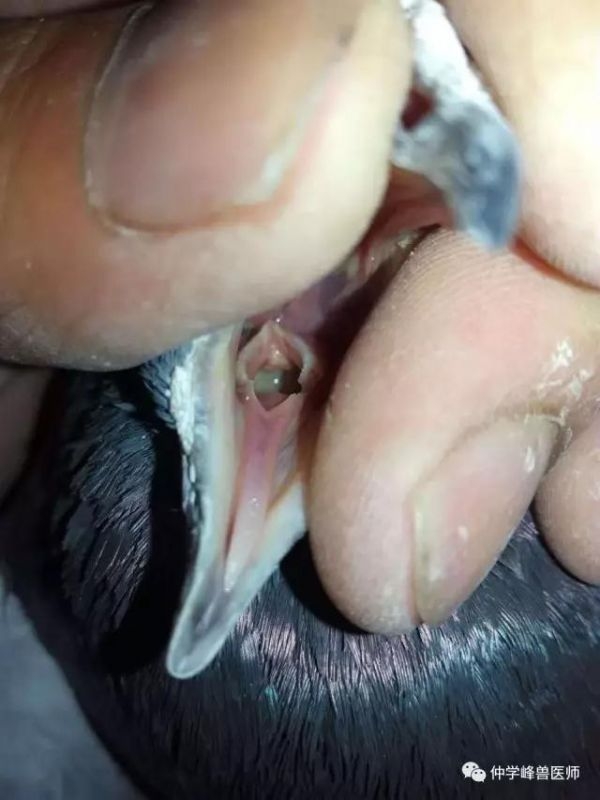 健康鸽子口腔图片图片