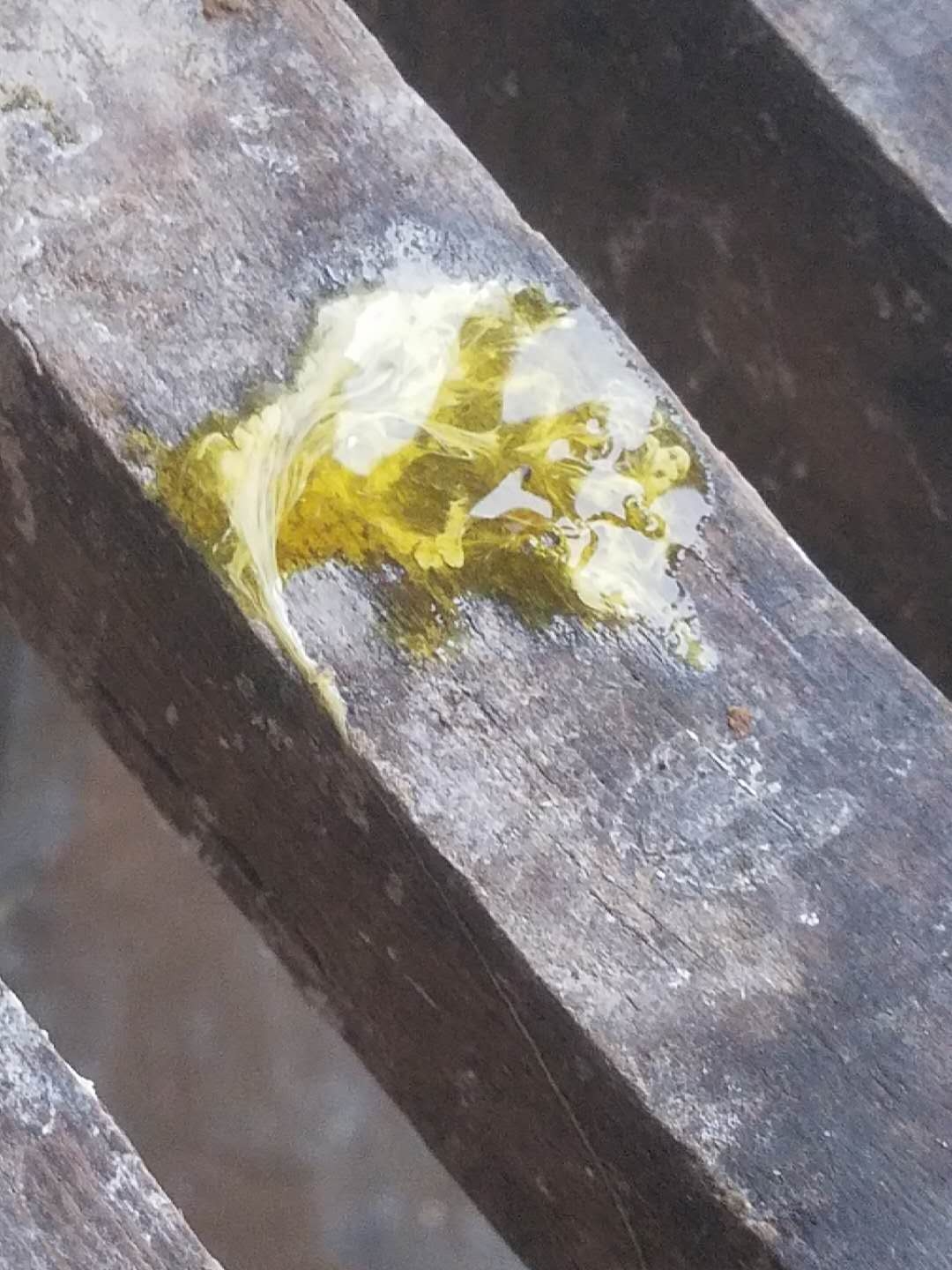 最新训放期常见疾病及用药方案-西安德翔鸽药生物技术有限公司-中国