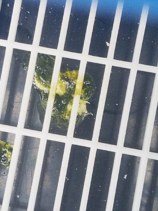 最新训放期常见疾病及用药方案