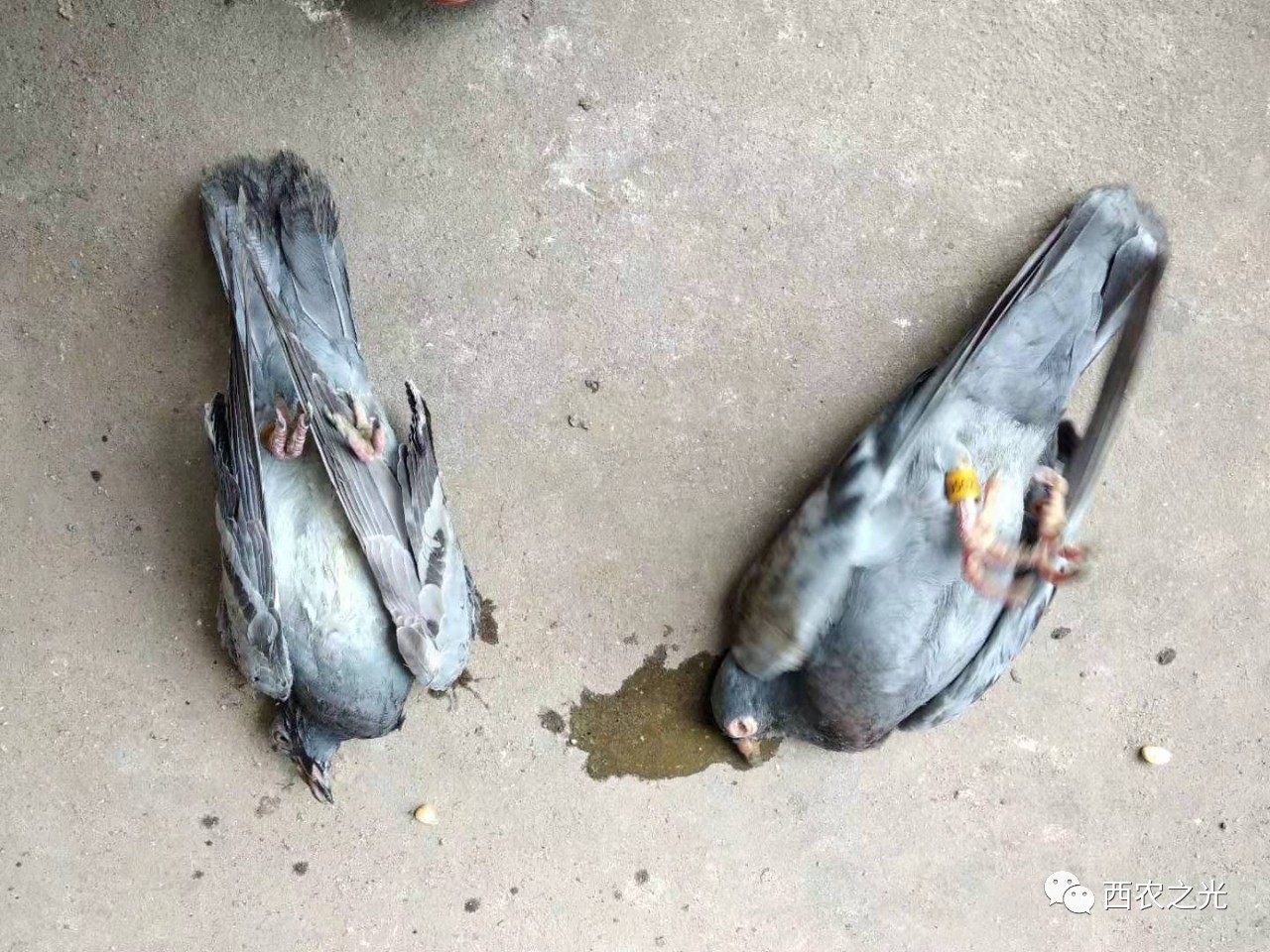 旅行鸽死掉的图片图片