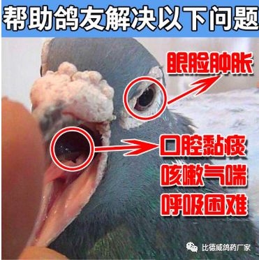 鸽子支气管炎症状图片图片