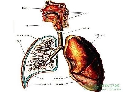 哺乳动物的呼吸器官图片