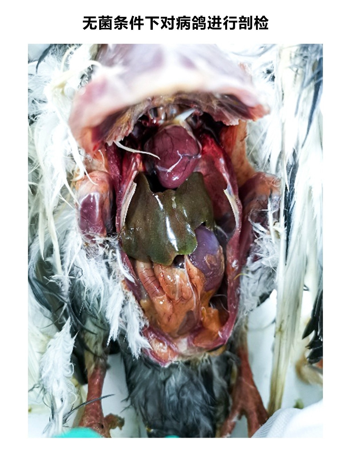 鸽子沙门氏菌症状图片图片