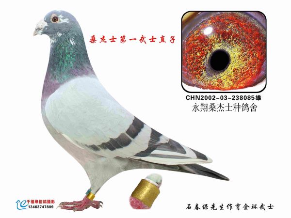 永翔桑杰士第一武士高辈份近亲回血鸽0元起优惠拍卖
