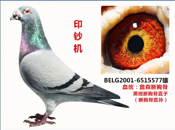 詹森断胸骨血系《印钞机》家族第四期展拍 - 信鸽在线拍卖平台 - 中国