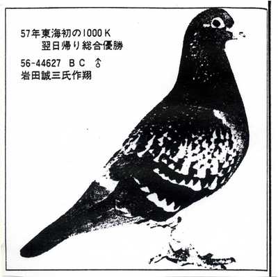 日本岩田鸽系介绍图片