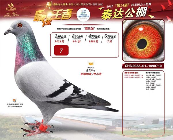 北京京维种鸽养殖中心信鸽拍卖 - 中信网铭鸽展厅