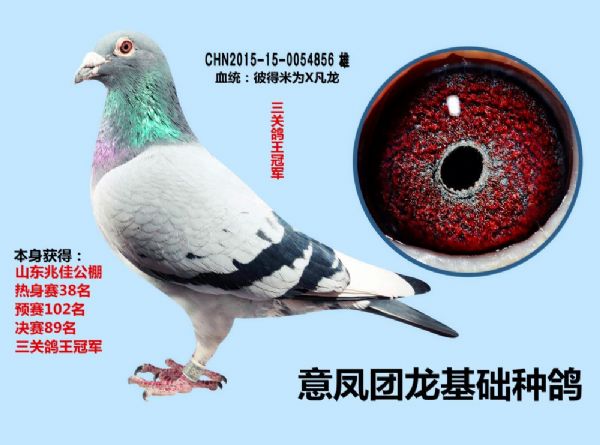 三关鸽王冠军家族精品拍卖 - 信鸽在线拍卖平台 - 中国信鸽信息网